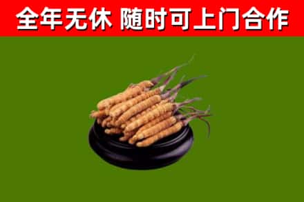 六安回收冬虫夏草