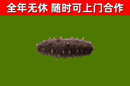 六安回收海参干